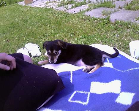 Blanding af racer Mille - Her slapper jeg af ved siden af min "mor" billede 2