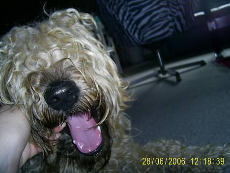Irish softcoated wheaten terrier Tucky - Velkommen til min Profil.. Jeg hedder Tucky .. billede 1