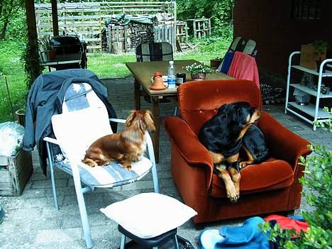 Rottweiler Sussi - HOV! Stop det kamera, der sker ting ude på vejen!! billede 16