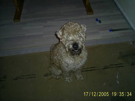 Irish softcoated wheaten terrier Tucky - Her sidder jeg i mit gamle hus men de andre er igang med a lægge nyt gulv billede 2