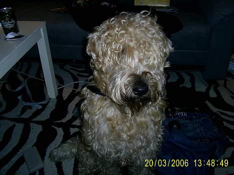 Irish softcoated wheaten terrier Tucky - Mig der sidder inde på Anders´s værelse.. billede 3