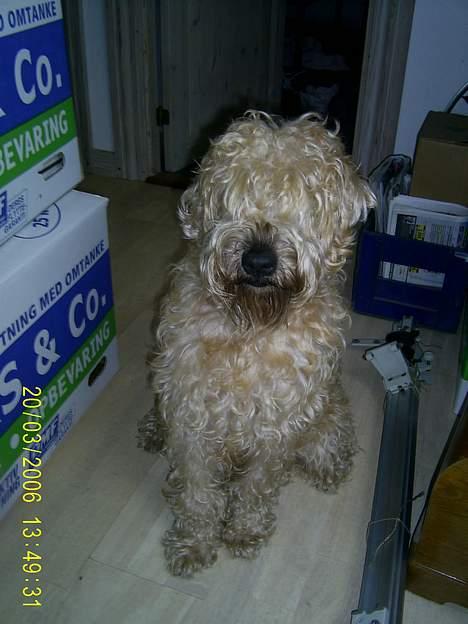 Irish softcoated wheaten terrier Tucky - Sidder sammen med alle flytte kasserne.. billede 4