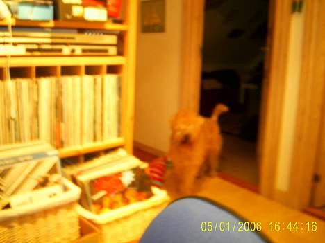 Irish softcoated wheaten terrier Tucky - Mig på vej ud a Anders´s værelse i det gamle hus.. billede 5