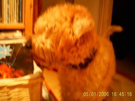 Irish softcoated wheaten terrier Tucky - Mig der står og kigger på støvsugern.. i mit gamle hus billede 6