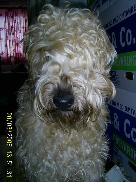 Irish softcoated wheaten terrier Tucky - Mig der står og tigger.. i det gamle hus billede 8