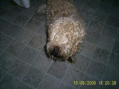 Irish softcoated wheaten terrier Tucky - Mig i køkkenet billede 9