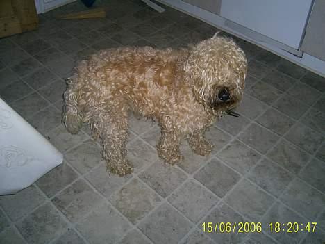 Irish softcoated wheaten terrier Tucky - Her står jeg ude i køkkenet og venter på mad.. billede 10