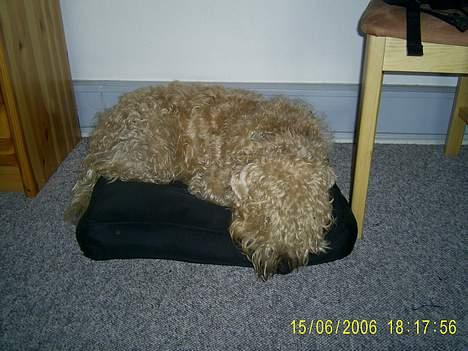 Irish softcoated wheaten terrier Tucky - Ligger bare nede under og sover på min pude billede 11