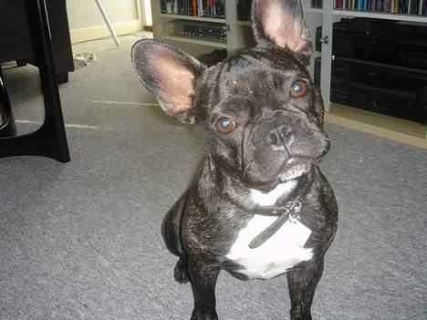 Fransk bulldog Chica billede 20