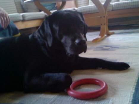 Labrador retriever Luna - Luna med sit legetøj billede 15