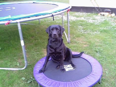 Labrador retriever Luna - Så skal der hoppes ^^ billede 16