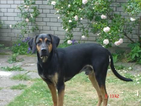 Blanding af racer Mikey - "Hov, er det mig du tager billede af"  billede 2