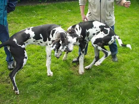 Grand danois Philip - Besøg af min bror Anton - hvem er hvem? billede 12