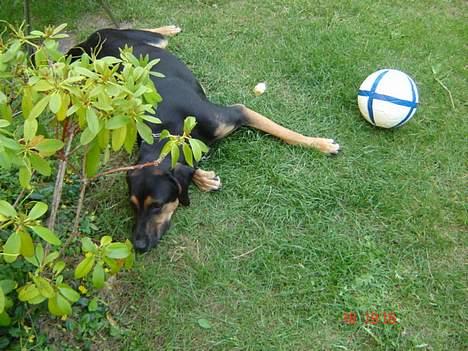 Blanding af racer Mikey - "Snif Snif, noget dufter altså godt herovre!" billede 3