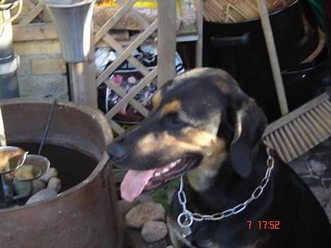 Blanding af racer Mikey - "Solen er dejlig"! billede 4