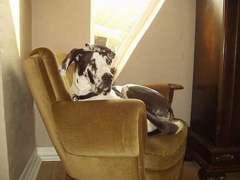 Grand danois Philip - Hva´? Var der nogen der sagde noget... billede 13