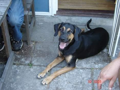 Blanding af racer Mikey - "Jeg elsker at stå model!" billede 5