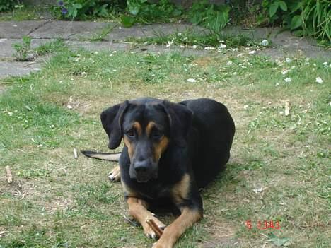 Blanding af racer Mikey billede 6