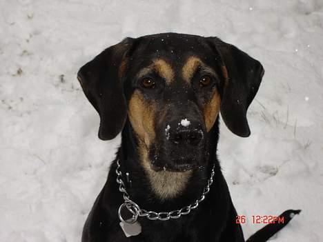 Blanding af racer Mikey - "Jeg er en vaskeægte sne-elsker" ! billede 7