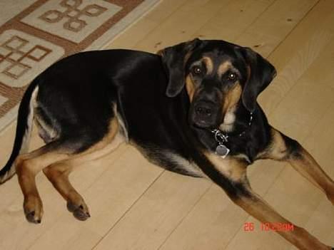 Blanding af racer Mikey billede 8