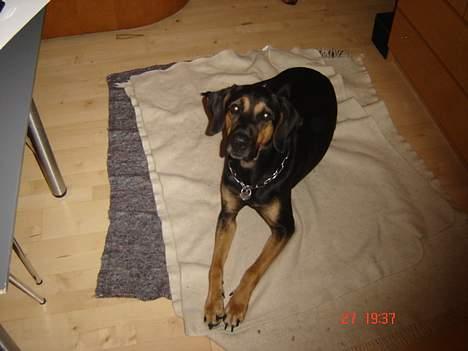 Blanding af racer Mikey billede 9