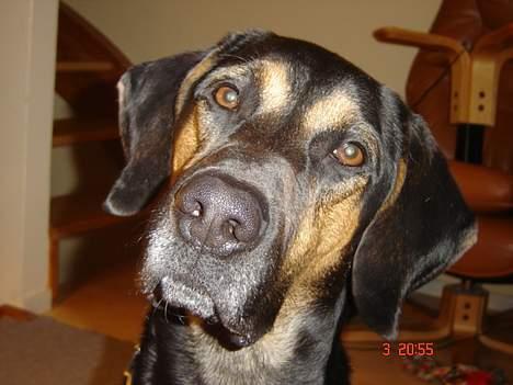 Blanding af racer Mikey - "Jeg kan altså ikke forstå hvad du siger" billede 10