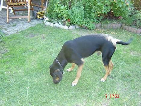 Blanding af racer Mikey - "Nu kan jeg IGEN snuse der er noget spændende her!!" billede 12