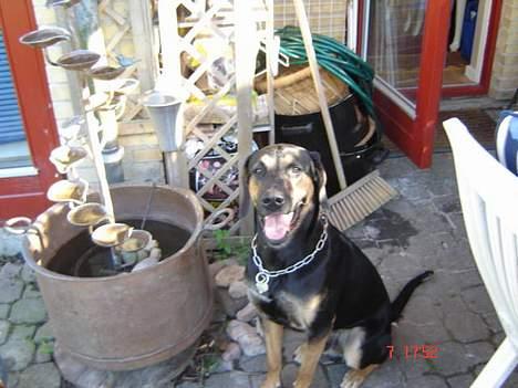 Blanding af racer Mikey - "Ahh, solen varmer" billede 13