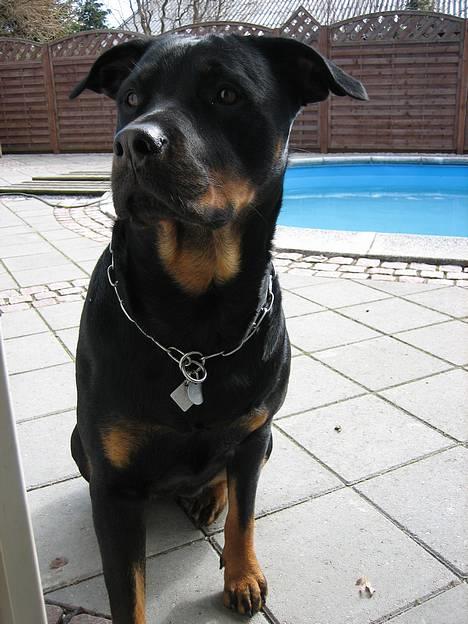 Rottweiler Nausica billede 1