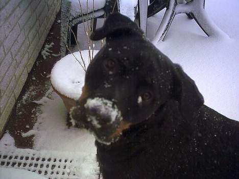 Rottweiler Nausica - hej mor har jeg noget på snuden? billede 2