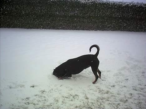 Rottweiler Nausica - "hvor er min bold??? halllooo er du dernede???" billede 3