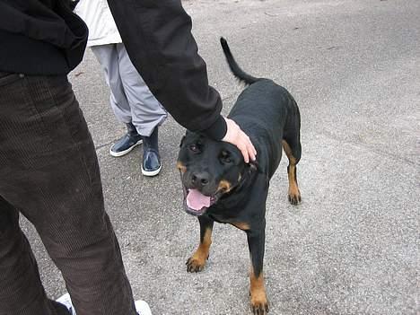 Rottweiler Nausica billede 4