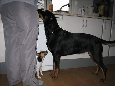 Rottweiler Nausica - her har vi så nausica og lucia (lucia er en jack russel terrier) billede 5