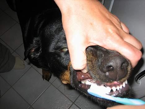 Rottweiler Nausica - Nausica husker selv på at hun skal have børste tænder om aftenen ... hun sætter sig i badeværelset og venter ... billede 6