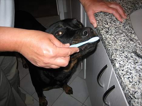 Rottweiler Nausica - hun elsker at sutte vandet af tandbørsten, når hun er færdig med tandbørstningen ... og så ind og snorke bagefter!! billede 7