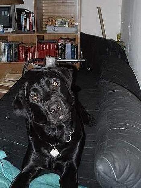 Labrador retriever Ranco billede 4