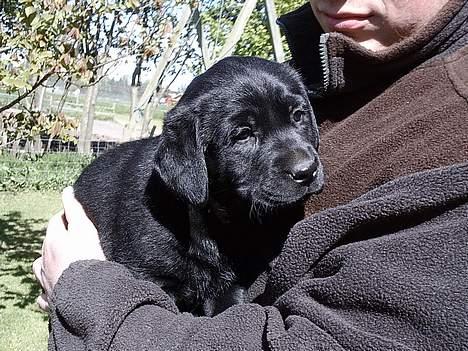 Labrador retriever Ranco - Som hvalp billede 5