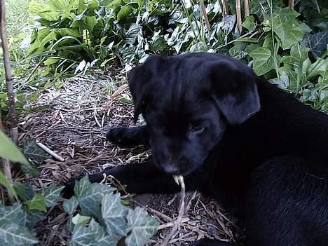 Labrador retriever Ranco - hvalp billede 6