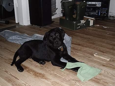 Labrador retriever Ranco - hvalp billede 7