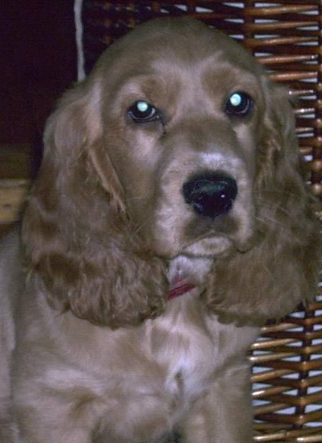 Cocker spaniel Lady billede 1