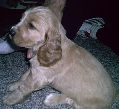 Cocker spaniel Lady - det første møde, hvor vi faldt pladask for hende. 5 uger gammel billede 2