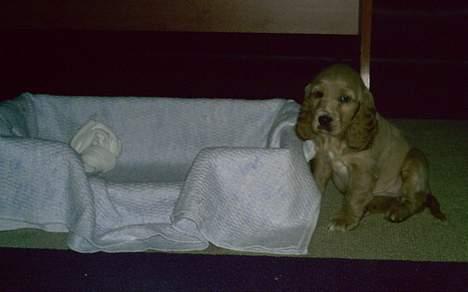 Cocker spaniel Lady - lige kommet til vores nye hjem. billede 3