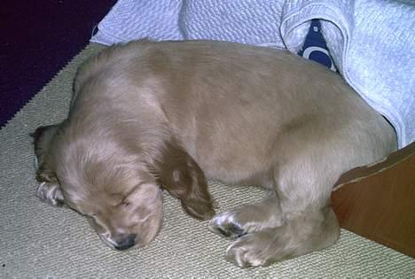 Cocker spaniel Lady - altså, gider da ikke ligge i vores seng. billede 4