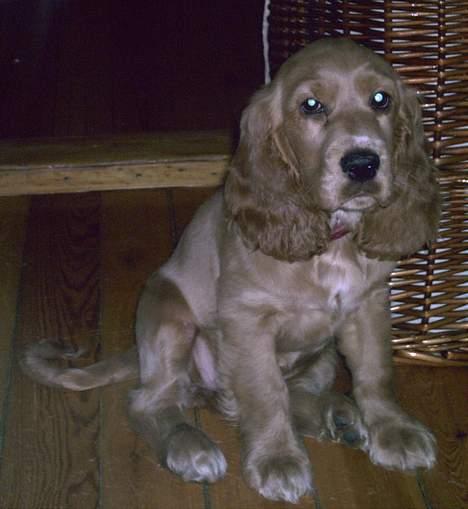 Cocker spaniel Lady billede 5