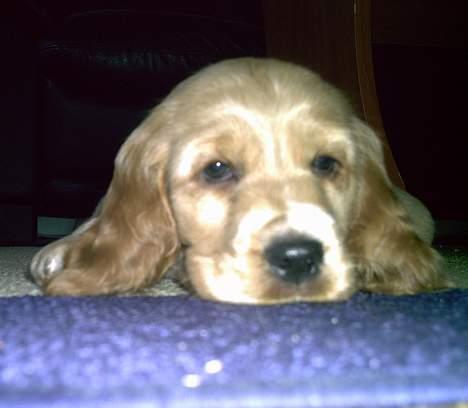 Cocker spaniel Lady - er jeg ikke bare dejlig billede 6