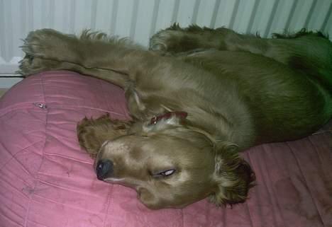 Cocker spaniel Lady - vi sover i de mærkligste stillinger på vores pude billede 7