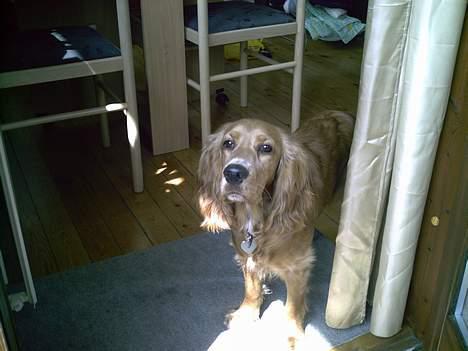 Cocker spaniel Lady - vores altan er dejlig billede 8