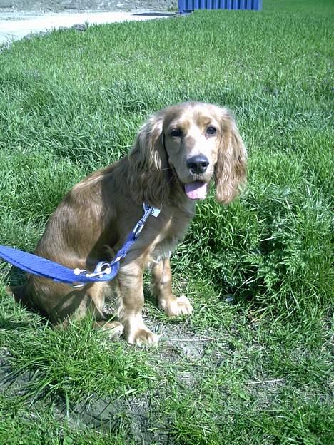 Cocker spaniel Lady - ahhhh, elsker at være ude og få lov at løbe frit på marken. 8mdr. billede 9