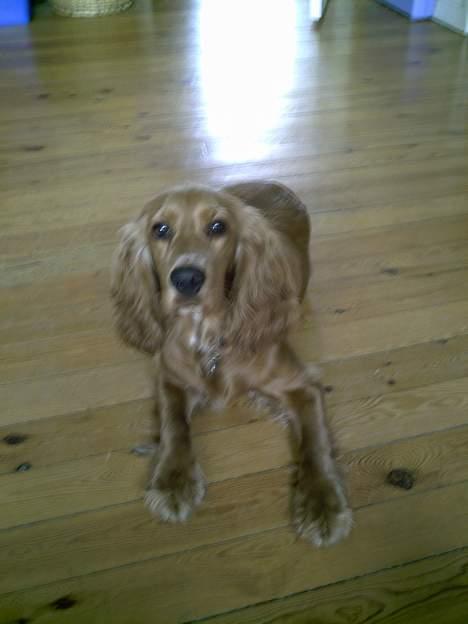 Cocker spaniel Lady - hva så farmand billede 10