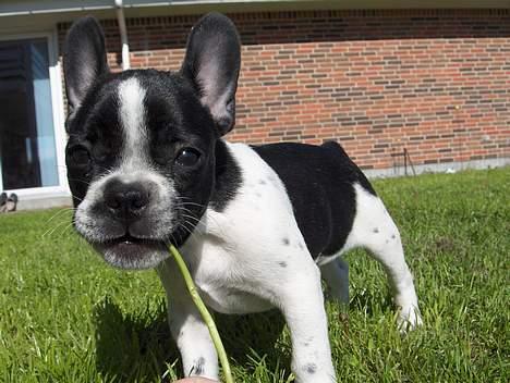 Fransk bulldog Harley - Se hvad jeg fandt.. billede 13